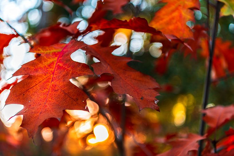 Nahaufnahme eines roten Herbstblattes mit bokeh im Hintergrund von Gea Gaetani d'Aragona