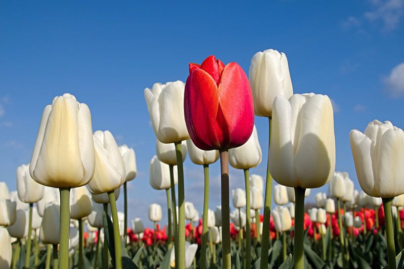 Rode tulp tussen witte tulpen par W J Kok