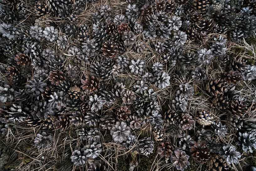 Pine cones on the ground by Robben