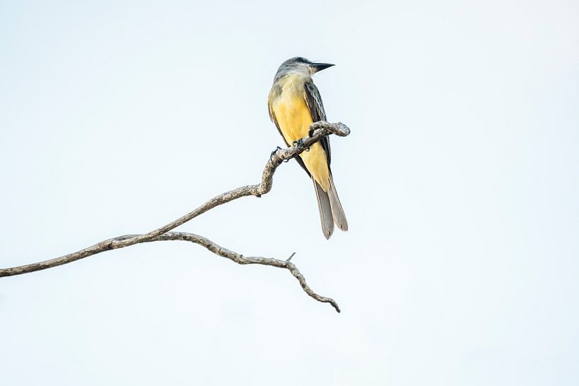 Die Leichtigkeit der Natur Vogel auf einem einsamen Ast von Femke Ketelaar