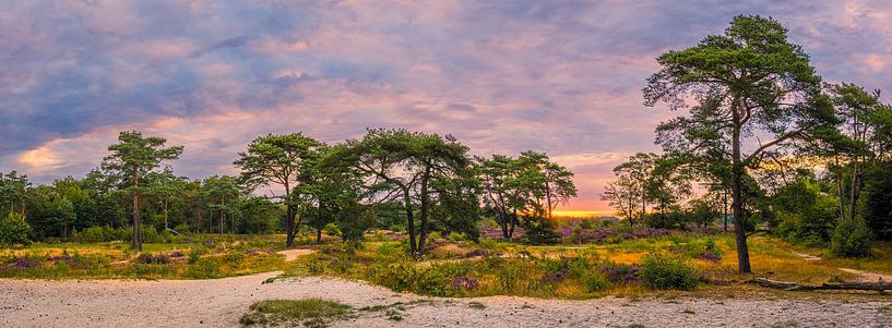 Panorama und Sonnenaufgang über dem violetten Heidekraut im Bakkeveen D von Henk Meijer Photography