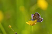 Schmetterling auf einer Hahnenfußblüte im Frühling