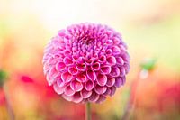 Dahlie mit Morgentau