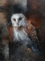 chouette effraie