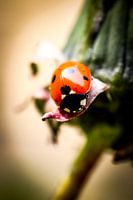 Macro photo of a ladybird