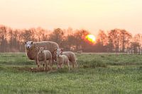 Sheep at Sunrise