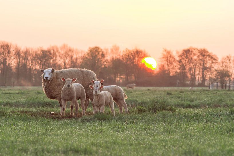 Sheep at Sunrise by Rossum-Fotografie