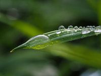 Gouttes de rosée (2)