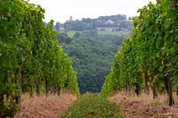 Vignoble dans les Pyrénées
