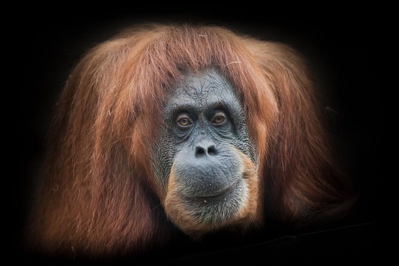Ironie und Skepsis. Das Gesicht eines intelligenten Orang-Utans von Michael Semenov