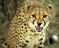 Jachtluipaard/Cheetah