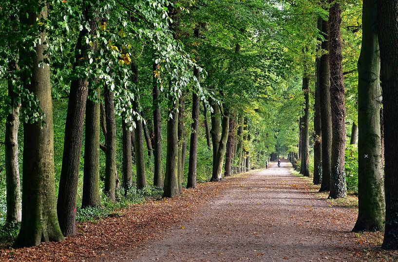 Baumallee von Edgar Schermaul