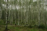 Young beech forest