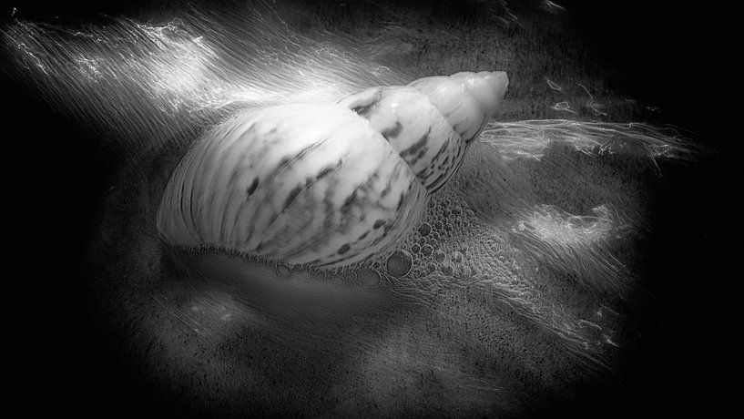 Shell in der Brandung. Domburg Oostkapelle Zeeland Niederlande. von Ad Huijben