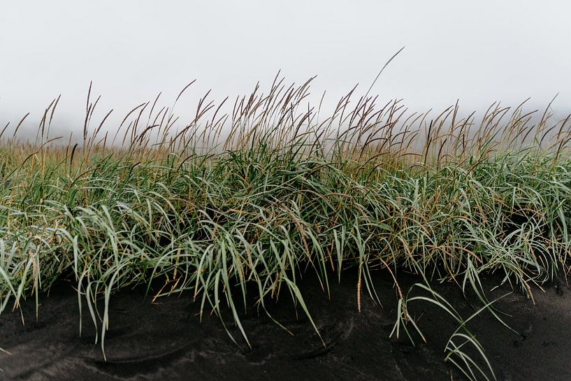 Dunes in Iceland by Myrthe Vlasveld