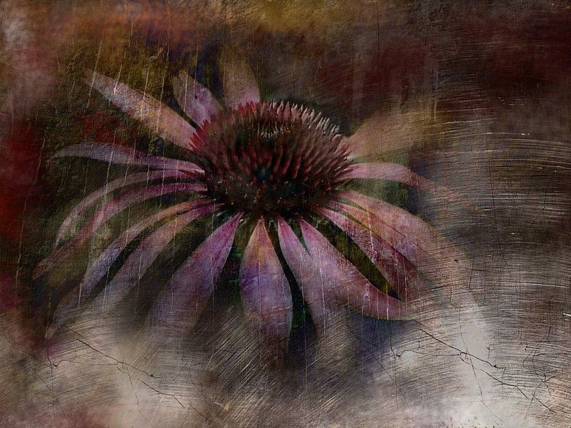 Träumerei mit Sonnenhut Echinacea von Claudia Gründler