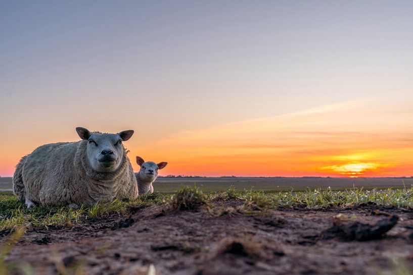 Mère avec son agneau Sunset Texel par Texel360Fotografie Richard Heerschap