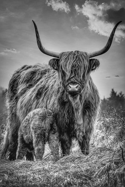 Highlander écossais avec veau en noir et blanc par By Marjolein Design