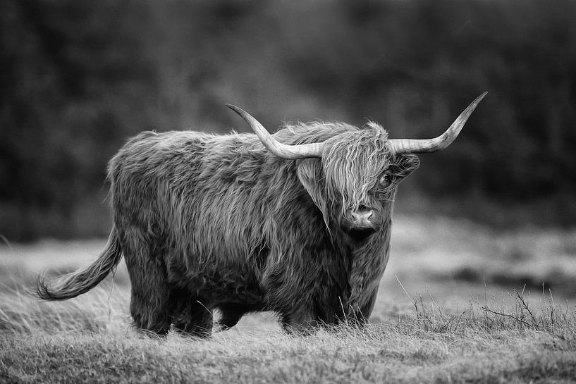 Schottische Highlander in Schwarz-Weiß von Menno Schaefer