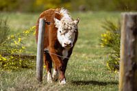 The second view from the meadow