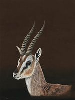 Gazelle de Thomson, Eudorcas nasalis