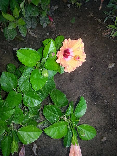 Spanische Blume von boukje de jong