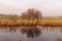 reflexie van een boom 