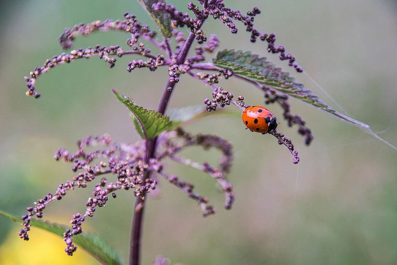 lieveheersbeestje von jan van de ven