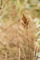 Stilleben einer Blume