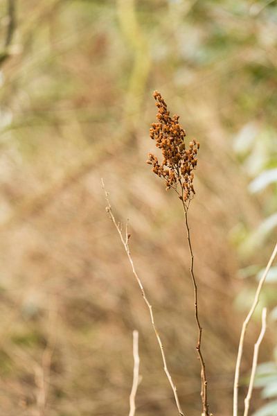 Stilleben einer Blume von Isa Dolk