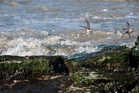 La vie au bord de la mer
