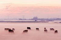 Koeien in de mist op Voorne Putten