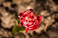 Fiery Flower Heart in Motion