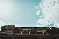 Bijen vliegen uit tegen de hemel aan in Turkije