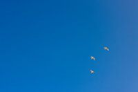 Three Seagulls In Blue Sky In Middelkerke Belgium