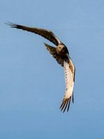 Marsh harrier in flight - 1