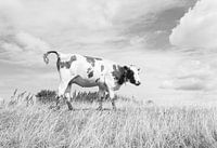 Grazing Cow