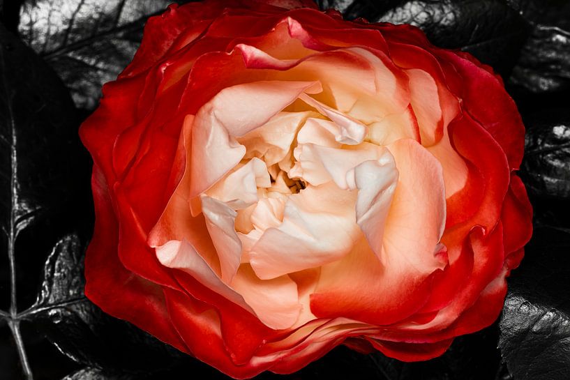 Die rote Rose, Symbol der Liebe von foto by rob spruit