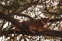 Löwe auf dem Baum