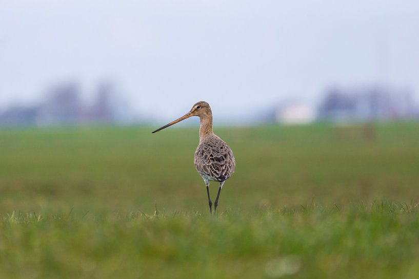 Grutto by Sjoerd de Hoop