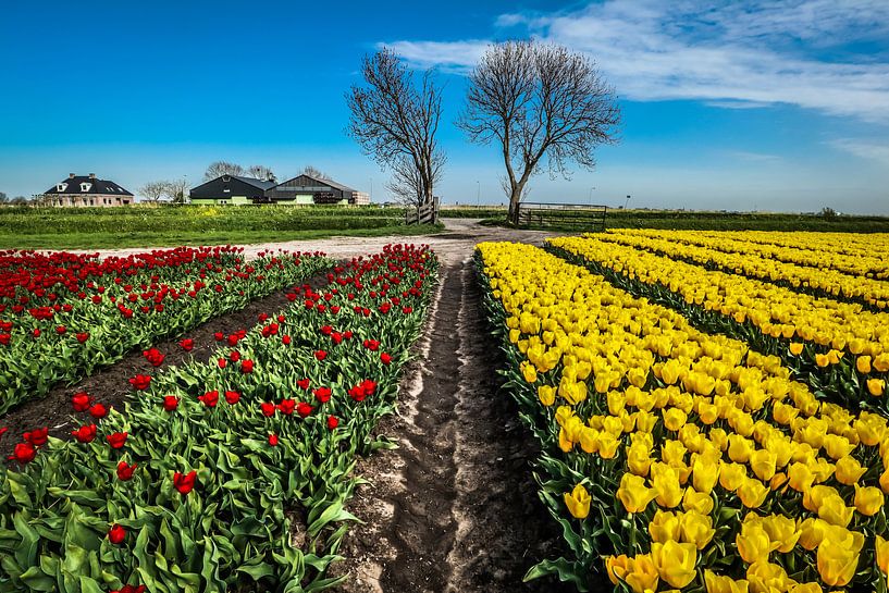 2 bomen symetrie par peterheinspictures