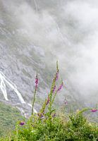 Fingerhut in den Bergen