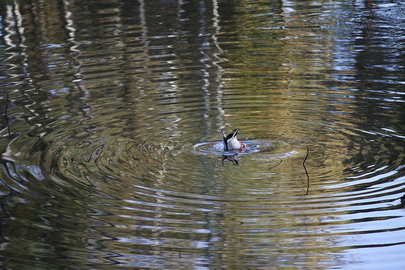 Tauchen von Enten von Yana Koolen