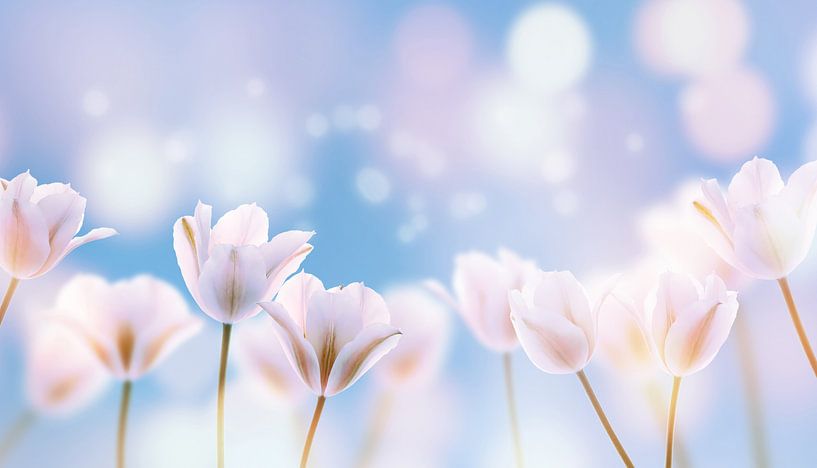 weiße tulpen in der sonne von Dörte Bannasch