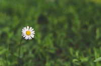 The Lonely Daisy