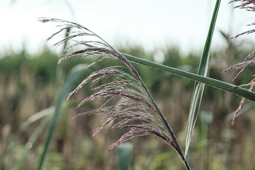 Grasfahne mit Morgentau von Anouk van Heumen