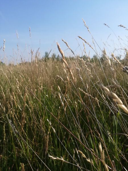 Hohes Gras von Thirza Van Dijk