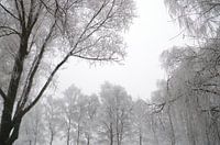 Weidenwald und klarer Himmel