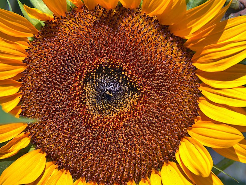 Sonnenblume Nahaufnahme von Edgar Schermaul