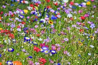 Flower meadow with natural flowers
